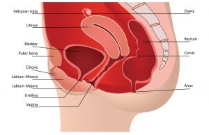 Vulva and Vagina Aren’t the Same Thing