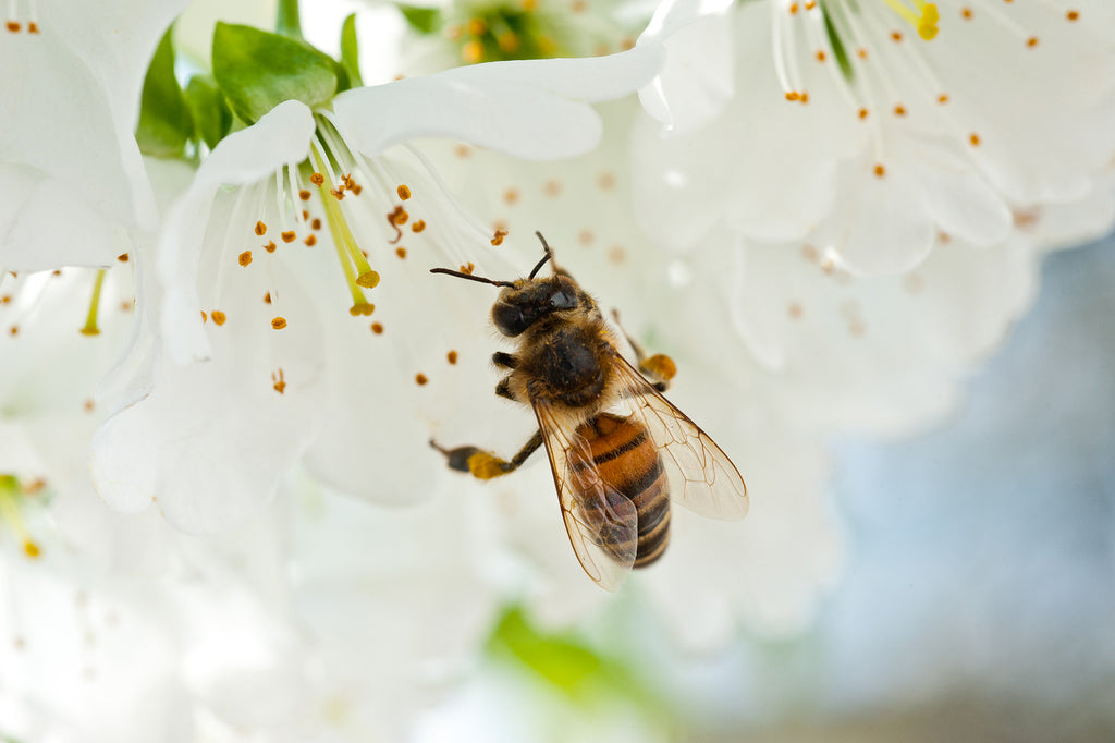bee vibe, first vibrator, orignal vibrator, clitoris